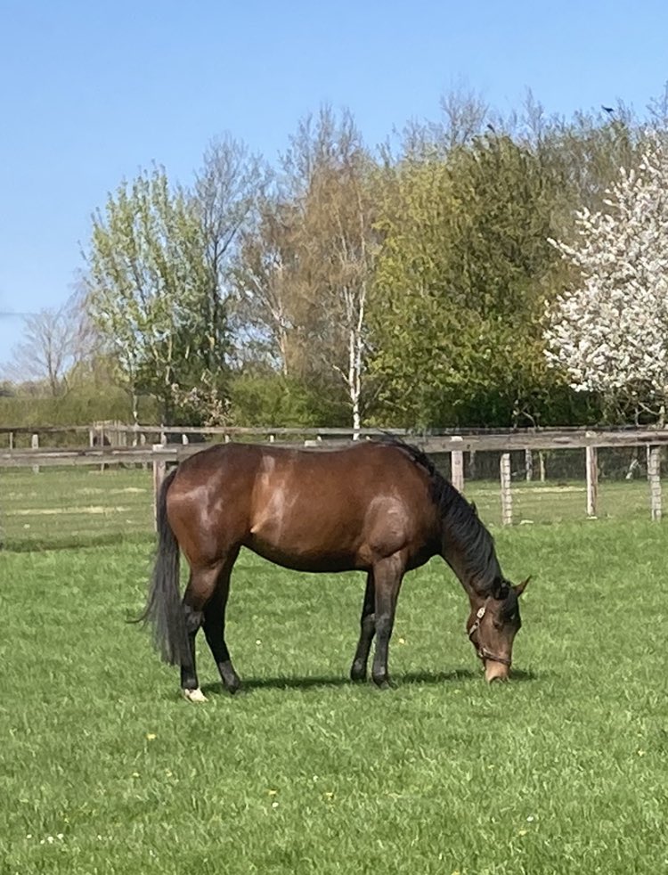 brooksidestud's tweet photo. Semper Amici (Nathaniel) in foal to the exciting 1st season sire #PerfectPower
Her siblings by #TimeTest (Calyso Time) & #Aclaim
(TheLastWinterArrow) are in training with @dylancunha_uk @QThoroughbreds in #newmarket https://t.co/8hxDm8g3IO