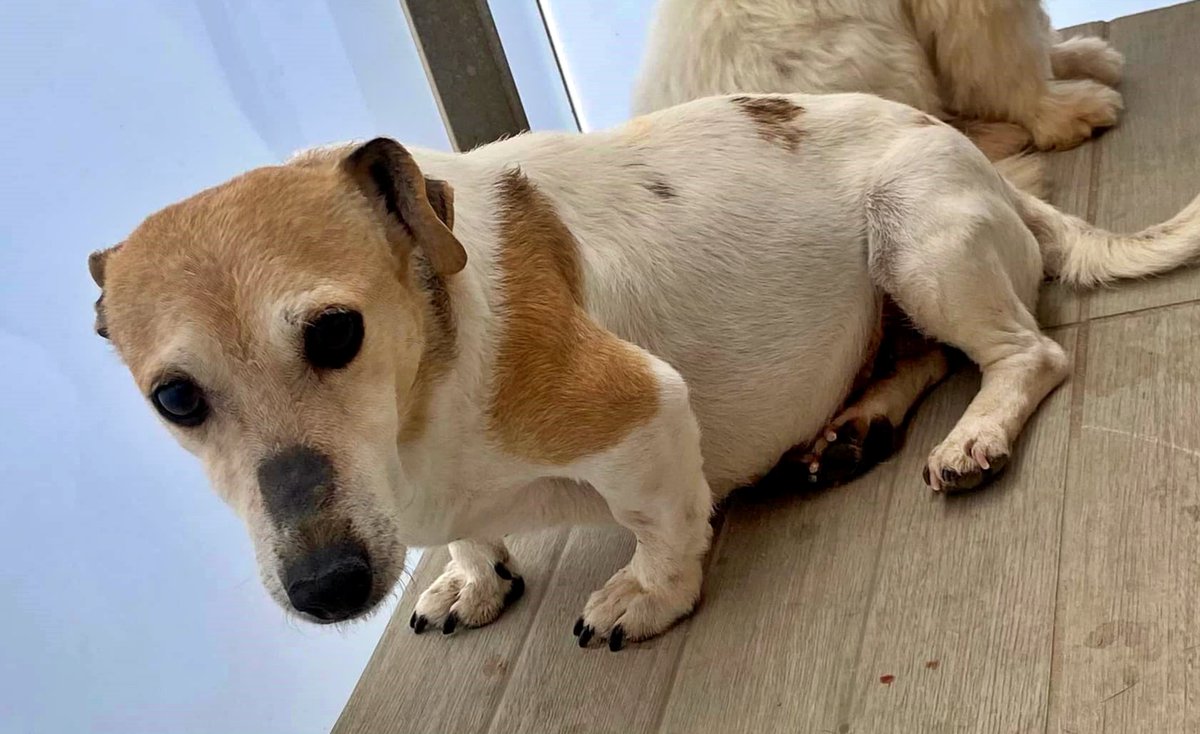 #BARCELONA
Esta perrita de 9 añitos busca un nuevo hogar. En el que estuvo hasta ahora no ha tenido la mejor vida, ni ha recibido mucho amor... 😔
Es hora de encontrarle una familia donde pueda estar como una reina y sentirse muy querida.

Es muy mona, dulce y pequeñita.
Te