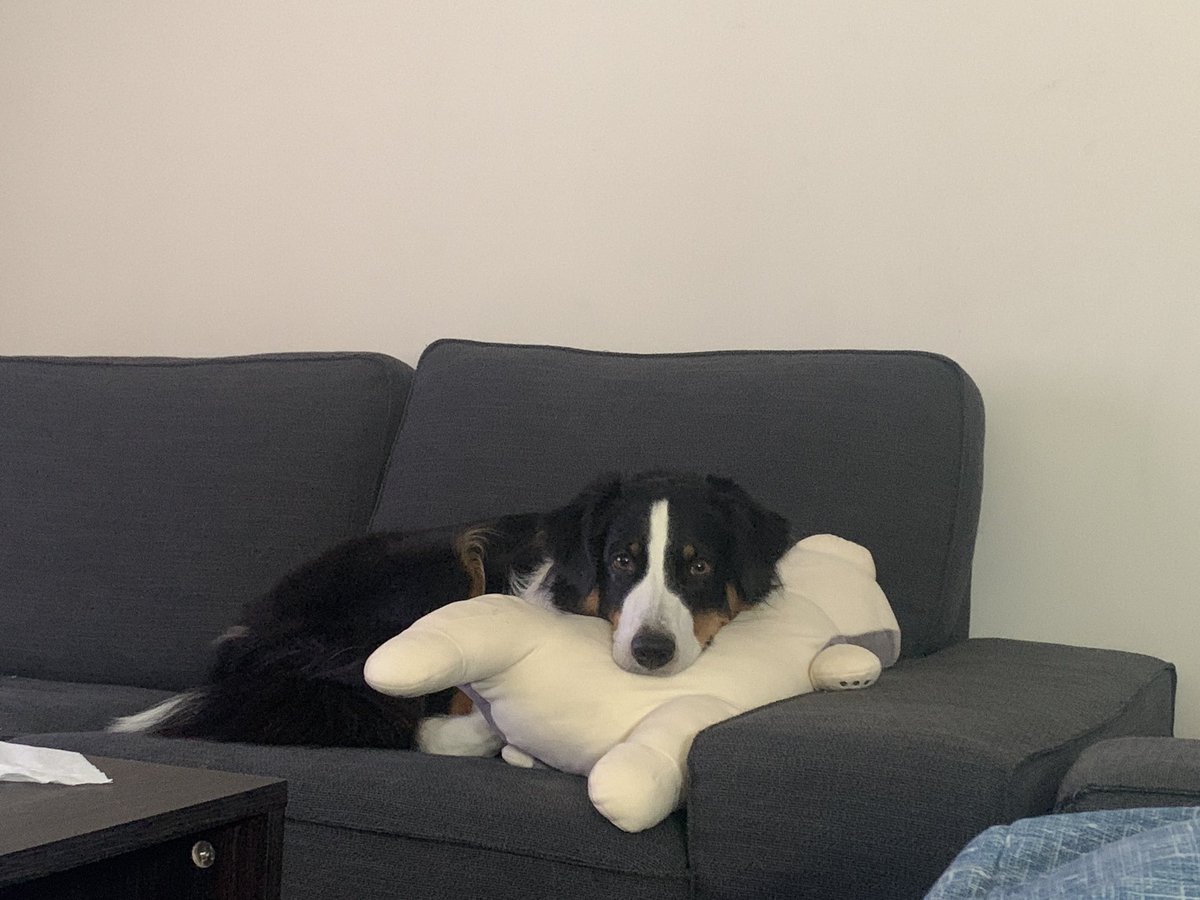 LingeFu's tweet photo. @_B___S Boarder Collie https://t.co/iUEuvtEEiI