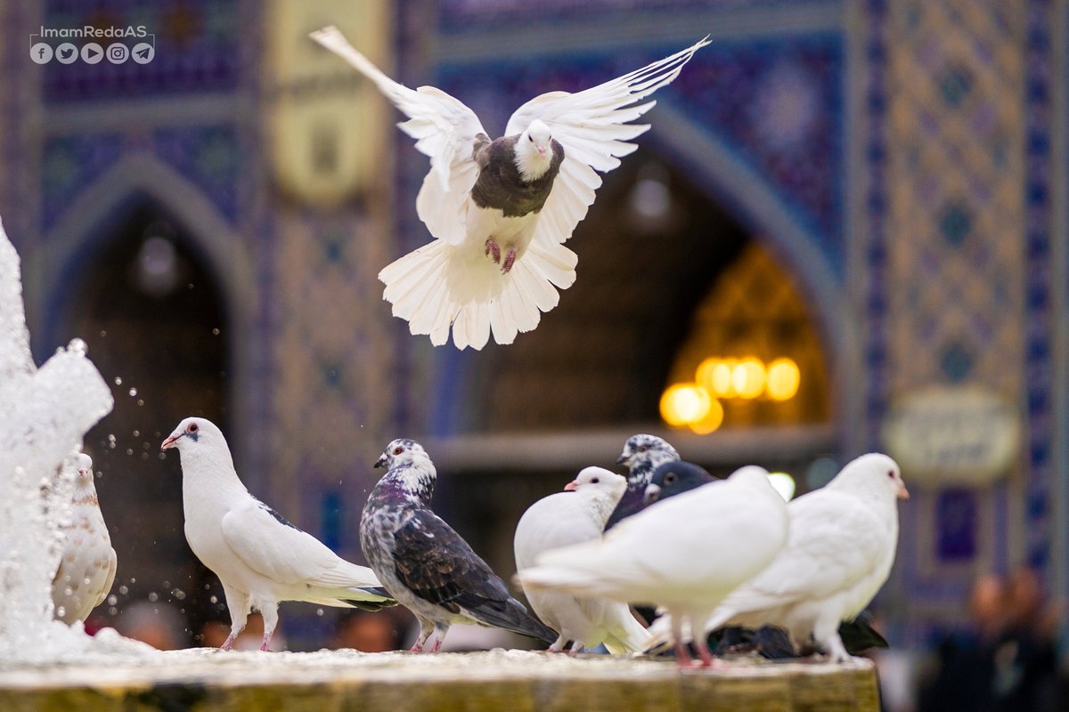 ImamRedaAS's tweet photo. تعلّقت روحي بنورك يا إمامي ✨
وهامت مثل طيرٍ فوق باحات المقامِ 🕊️
فاحتضنها بلطفك وحنانك وهواك ...
واجبرها من كلّ كسرٍ وامنحها رضاك 🤍

#العتبة_الرضوية_المقدسة 🍃 https://t.co/vrIGbg7olC