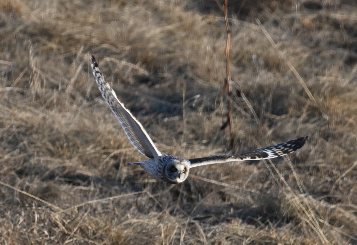 Hawk owl hunting in the grass for voles up by the Arctic Circle as the snow melts and the sun warms the landscape.