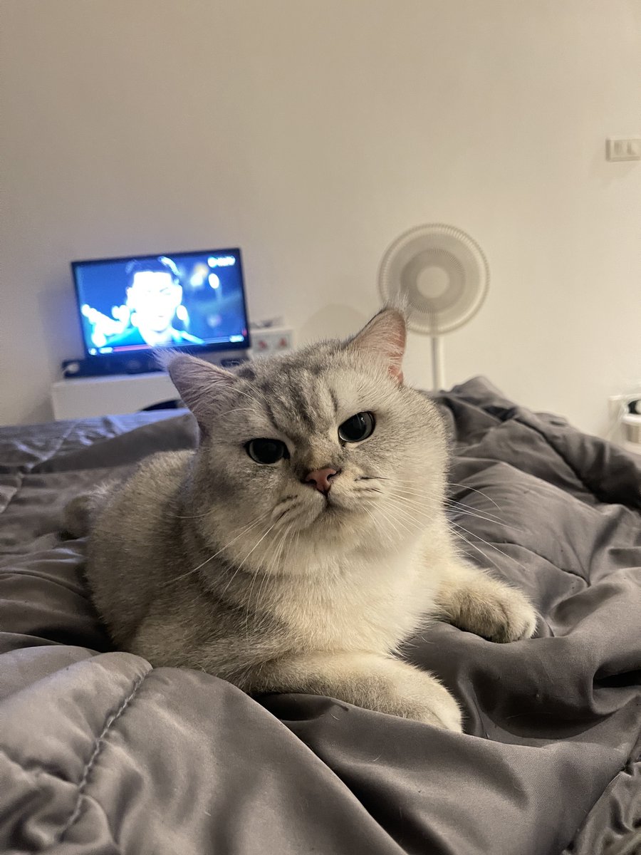 CattEgypt tweet picture