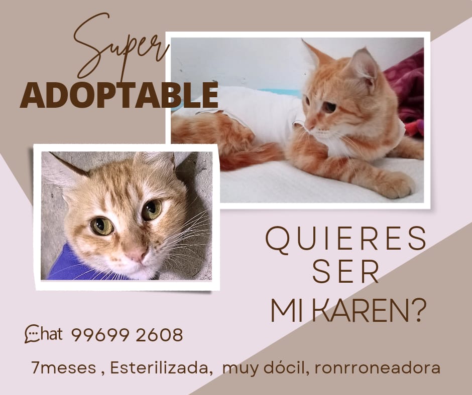 AsppaPeru's tweet photo. Adopta cambia vidas 🐾
.
Amorosa gatita busca un hogar para siempre 😻🐱
.
Ya está esterilizada 
.
Te puedes comunicar directamente con su rescatista para adoptarla.
.
Si no puedes adoptar puedes ayudar difundiendo 💖🐱 https://t.co/xk0l1x6CUS