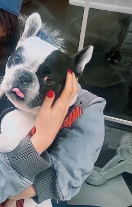 loydavilla29's tweet photo. 🐶We missed our beautiful pet Buffy,🐕waiting for mommy and daddy and while out for a walk with aunty.🤗
@silaturkogluu 
#SilaTurkoglu
#HalilibrahimCeyhab
#Sehyam
#Silhalforever
#doga
#derinozledim
#silHal 🦁💫 https://t.co/oxZ3Mzrq1t
