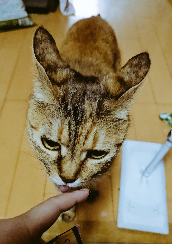 うちの猫、ちゅーるをあげるとき、リスみたいな謎の生き物に変化する… https://t.co/lZ0F2qiR9z