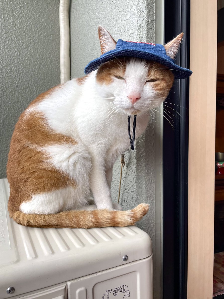 06suHi's tweet photo. 残念ながら雨☂️

#ねこ #猫写真 #036pets https://t.co/ISr1fRGdmm