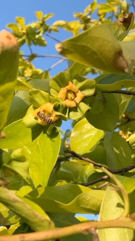 nogyosensei's tweet photo. #ミツバチ が #柿の花 の受粉を手伝ってくれています🐝🌼
野生のミツバチが #柿の木 を移動しながら受粉をアシストしてくれています🌳🙌
#農業好きな人と繋がりたい #家庭菜園好きな人と繋がりたい #農作業 #都市農業 #町田市 #persimmontree #honeybee https://t.co/j28M2LnAQu https://t.co/twYSOoZG08