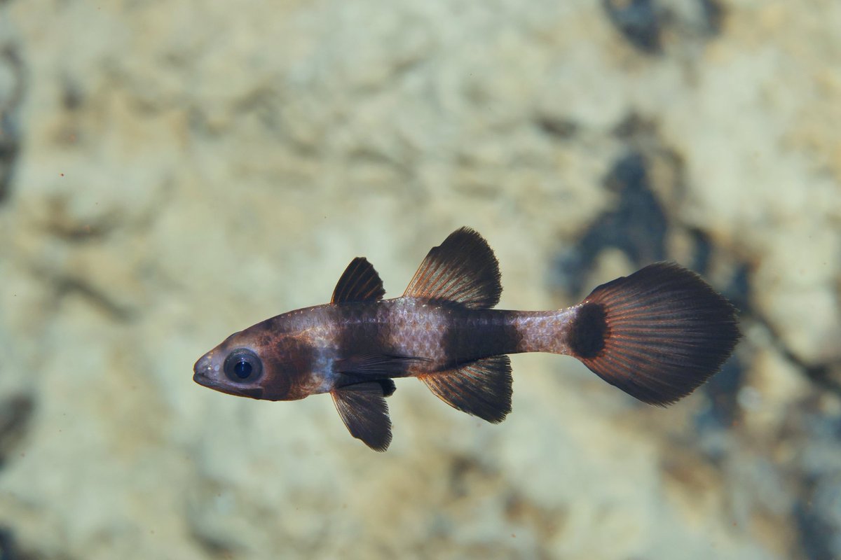 my_divingram's tweet photo. マリゴンドンケーブ面白い魚の宝庫でした！ https://t.co/JPqX99VFb9