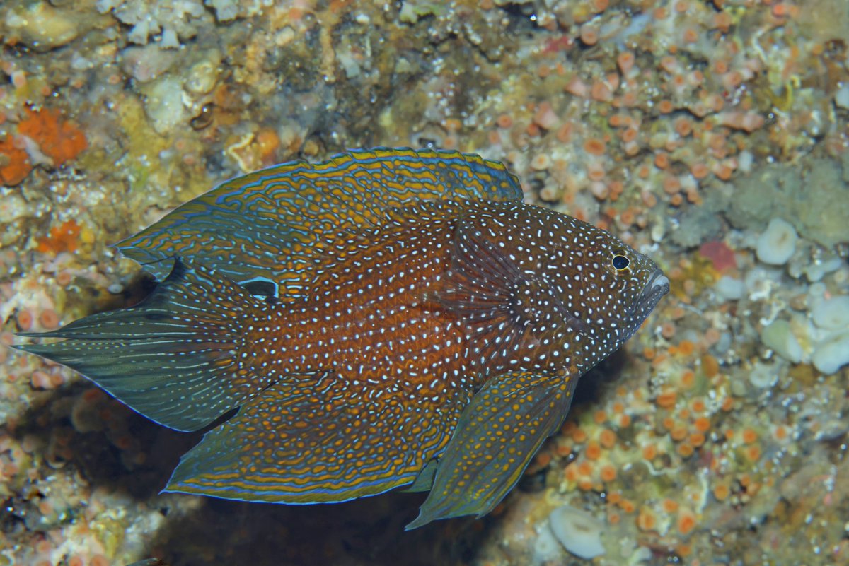 my_divingram's tweet photo. マリゴンドンケーブ面白い魚の宝庫でした！ https://t.co/JPqX99VFb9