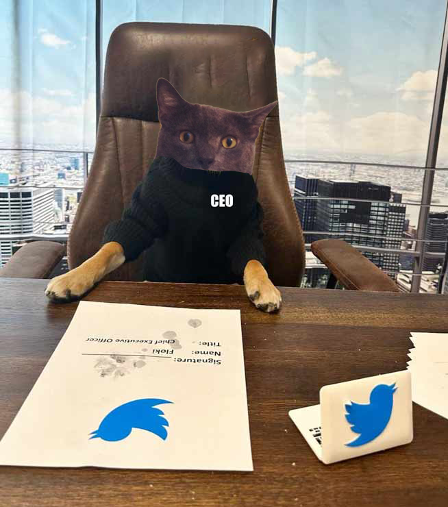 mortyerc's tweet photo. @elonmusk So this means there's a new CEO now that #FLOKI has stepped down?

#MORTY is ready! Linda's cat https://t.co/Kl9h3RoEjj