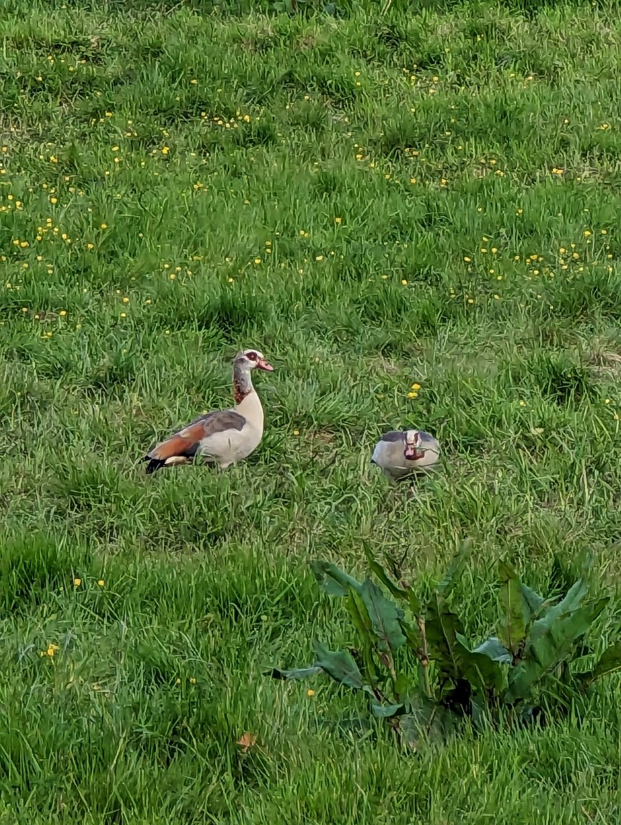 WildDevon tweet media