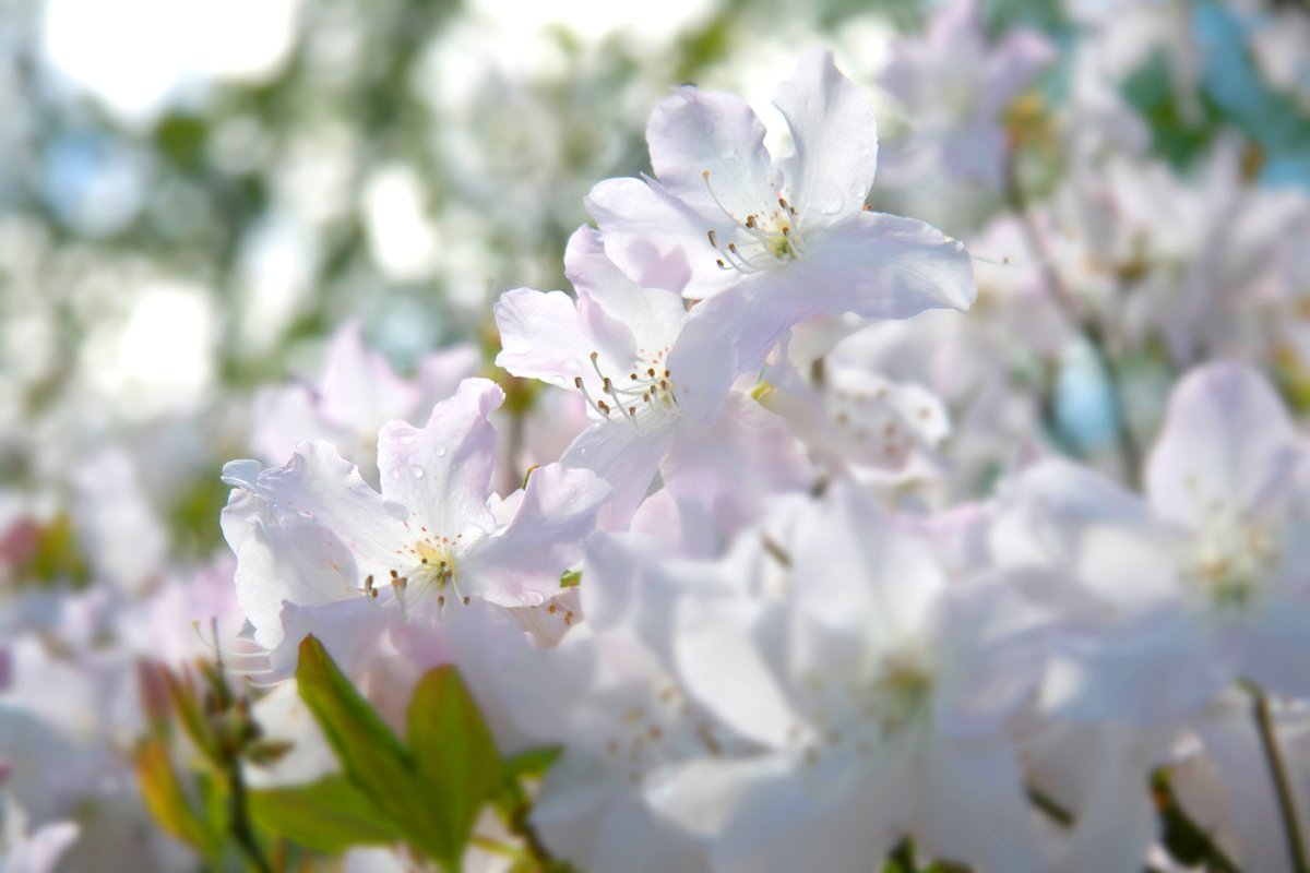 Sveicam visas māmiņas Mātes dienā! botanika.lu.lv/par-mums/zinas… 
Mātes dienā Botāniskā dārza Gada abonements ar 20 % atlaidi!