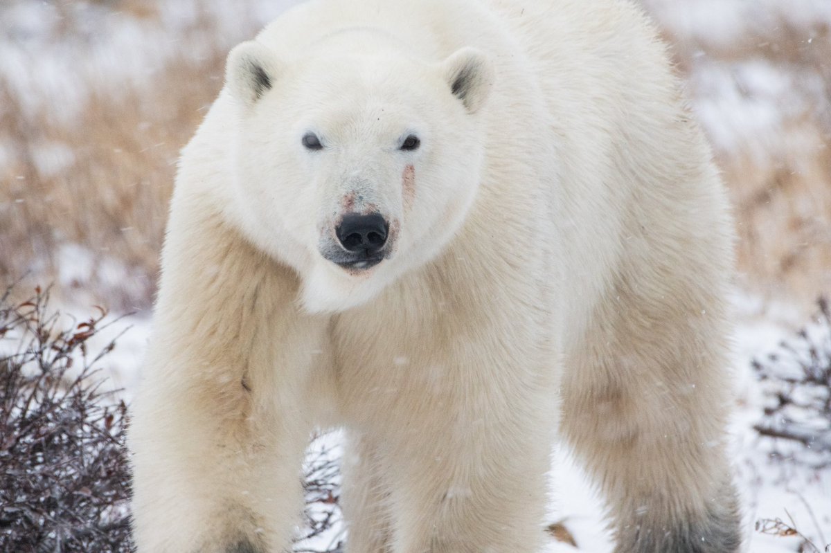 Ramington_photo's tweet photo. Did you know that polar bears have an incredible sense of smell? In fact, they've been known to detect prey from up to 20 miles away! #PolarBearFacts #WildlifePhotography #NFT #TaleOfIce https://t.co/mo4zGQlgt1