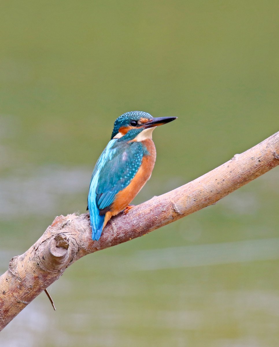Kingfisher on a branch