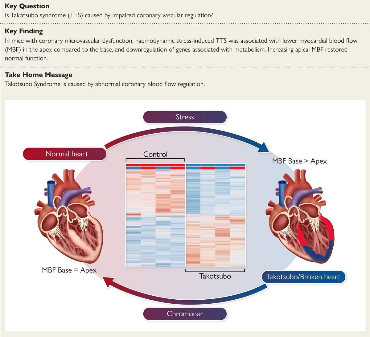 Takotsubo syndrome is a coronary microvascular disease: experimental evidence that abnormalities in flow regulation between the LV apex and base cause TTS. 
Read more in #EHJ

<a href="/escardio/">European Society of Cardiology</a> <a href="/ESC_Journals/">European Society of Cardiology Journals</a> #CardioTwitter #Takotsubo

academic.oup.com/eurheartj/adva…