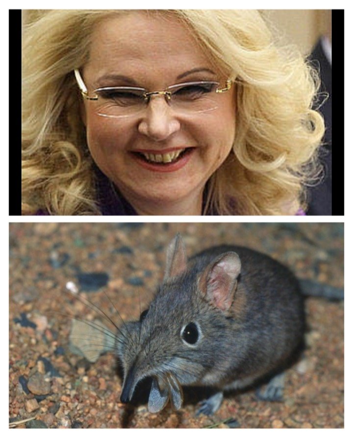 Kotmurr1's tweet photo. Пи-пи-пи! 🐀 https://t.co/zjRgPwN8XY