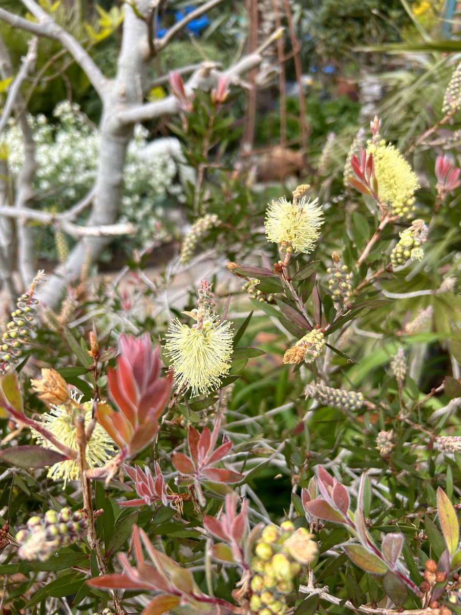 Pretty white bottlebrush flowering its socks off in the garden. driftwoodbysea.co.uk #sussex #gardening