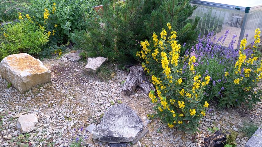 landschild's tweet photo. Zu einer naturnahen Haltung von europäischen Landschildkröten gehört ebenso eine sinnvolle Strukturierung des Schildkrötengeheges mit entsprechenden Gehegepflanzen.

Neben der Aufbereitung des Bodens (falls notwendig!) Durch Abmagerung bzw. #Freigehege

https://t.co/QboaOaJ9pr https://t.co/iJMSIDMiPE