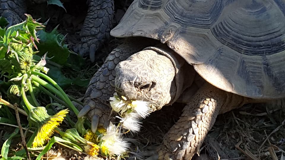 landschild's tweet photo. Wie jedes Frühjahr, wenn die Schildkrötensaison beginnt, kommen in diversen Facebookgruppen oder erreichen mich per mail Fragen zur Haltung und Ernährung europäischer Landschildkröten:

 - Was fressen die Tiere?
 - Welches Frühbeet wird benötigt?

https://t.co/o6FbUSHuce https://t.co/c7JPAZ9xU9