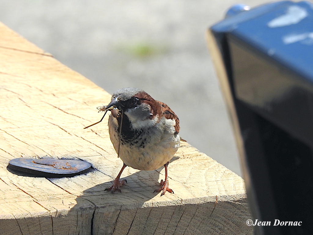 JeanDornac's tweet photo. Ce moineau a trouvé son trésor, sans doute pour fabriquer ou consolider son nid, celui de sa famille... #moineau, #trésor #fabriquer #consolider #nid #famille #quai #Aiguillon #Lannion #CôteArmor #Bretagne #France https://t.co/4JXUFKRbUs
