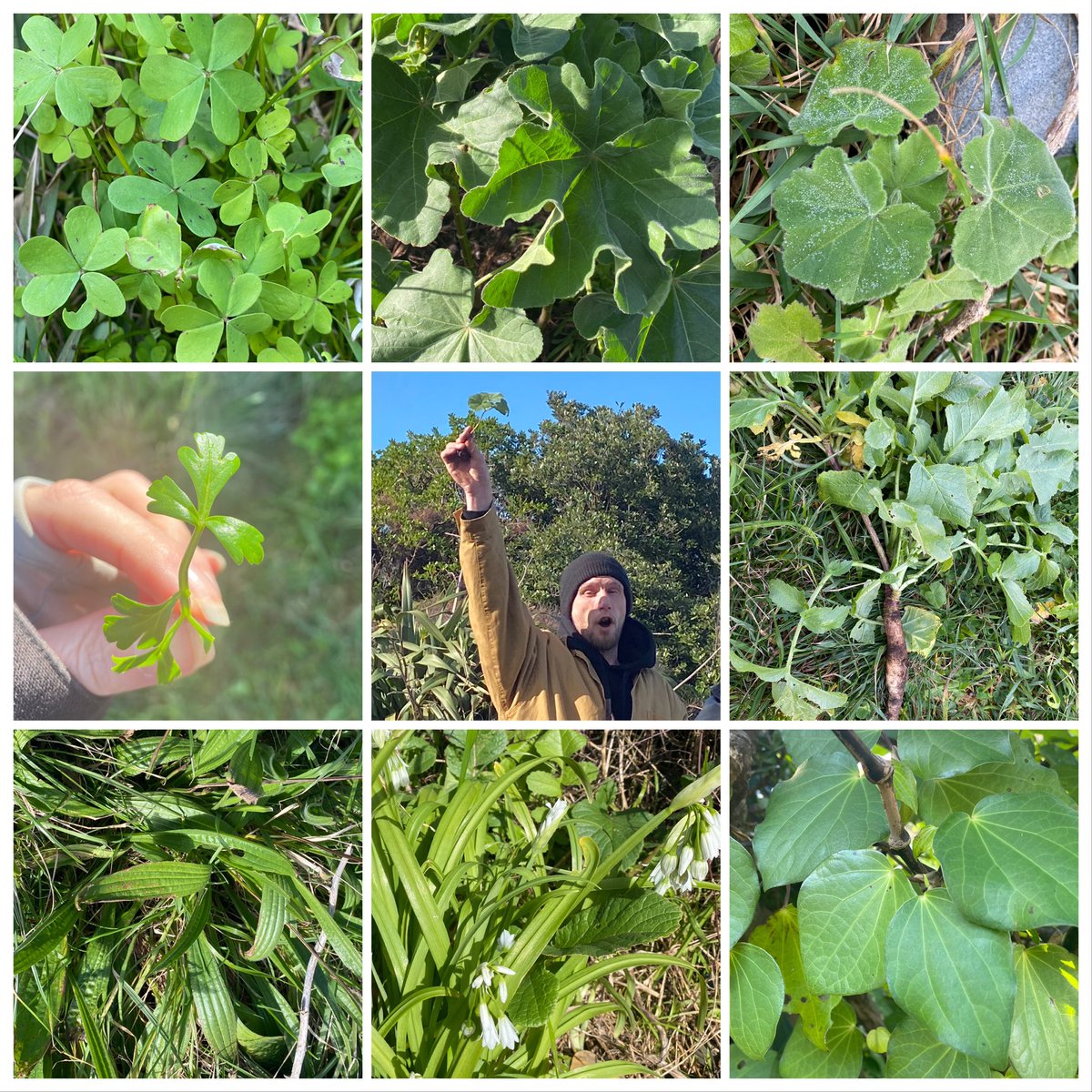 podpid's tweet image. Foraging in Wellington NZ