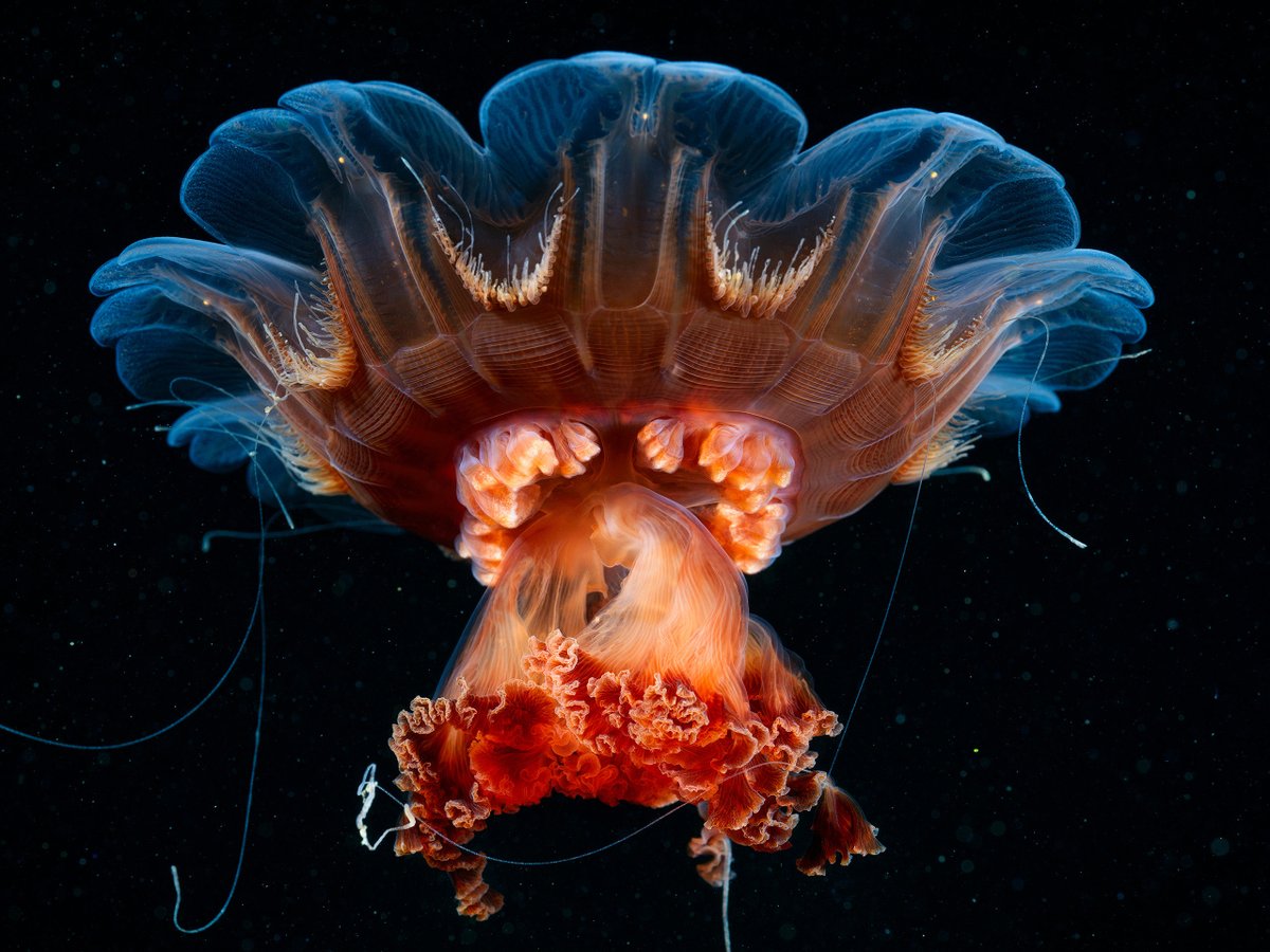 Lion’s mane jellyfish (Cyanea capillata) without its mane. After reproduction, they shrink in size, lose thousands of tentacles and become fantastic alien flowers.