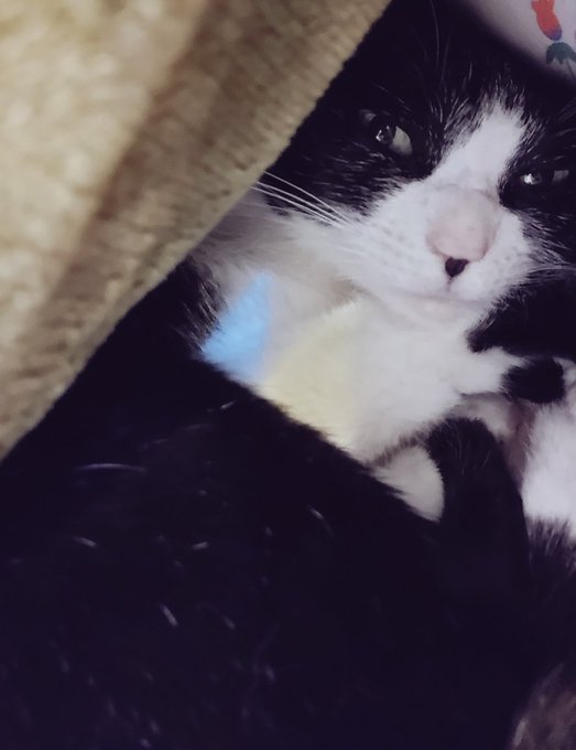 かいぬしが布団に戻ってきたのでよろこんでいるねこ