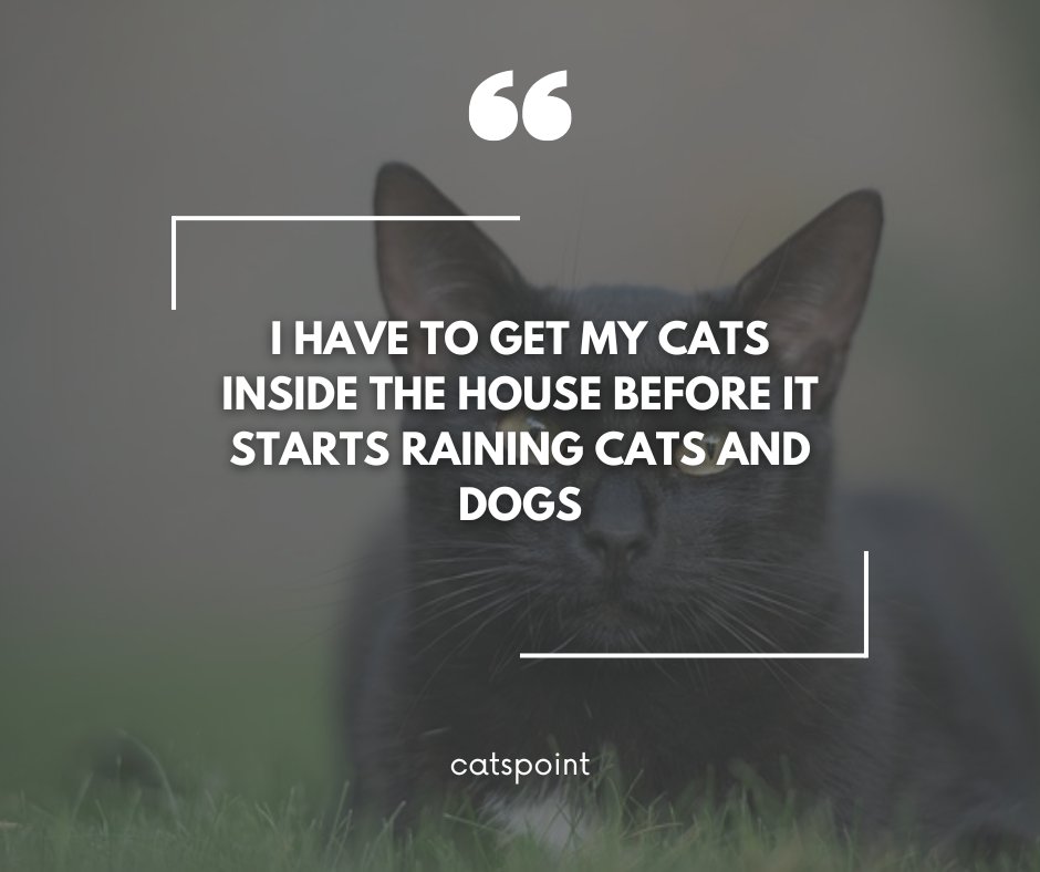 Catspoint1's tweet photo. I have to get my cats inside the house before it starts raining cats and dogs

#catlovers #cats #cat #catlife #catlover #catoftheday #meow #kitten #kittens #kitty #pets #pet #catlove #cute #catloversclub #love #cutecats #cutecat #animals #catquote #catlovequote #catfunnyquote https://t.co/MGc9yyVCPW