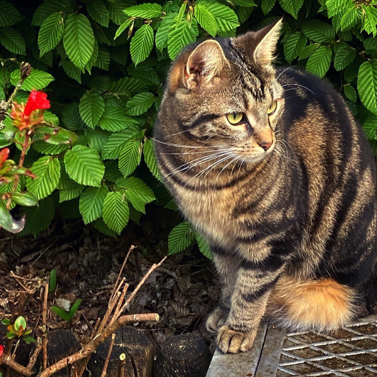 NadiaVanDessel's tweet photo. Goodmorning y’all!😺#caturday #catlover #CatsOfTwitter #borie #threelegged #ladycat https://t.co/bdTA6CnXmi