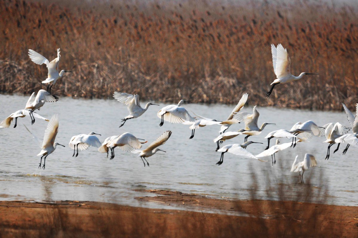 UNESCO's tweet photo. Today is #WorldMigratoryBirdDay!

DYK that some of our #WorldHeritage sites serve as a sanctuary for migrating birds? Yet, many species are at risk due to human activity &amp; pollution.

Let's take action to protect migratory birds!

https://t.co/5eVmfnxzZy https://t.co/M5PRYJkgpX
