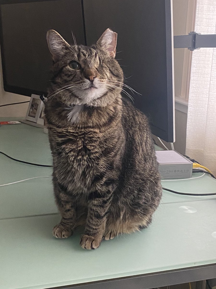 glennbick's tweet photo. If you see this tweet, QT with the most recent photo you took of your pet. No cheating https://t.co/XDoIm1lnXG