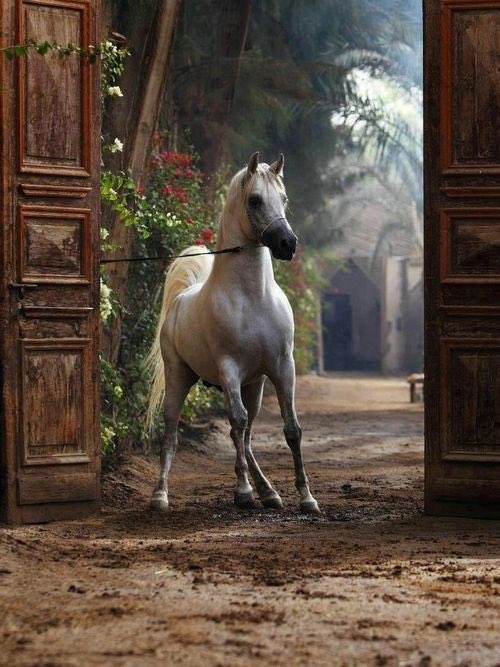 جعّلني مثل استقامة أصبعي و انا أتشهد
في دروب العَالم الفاني و زحمة مغرياته

#صباح_الخير