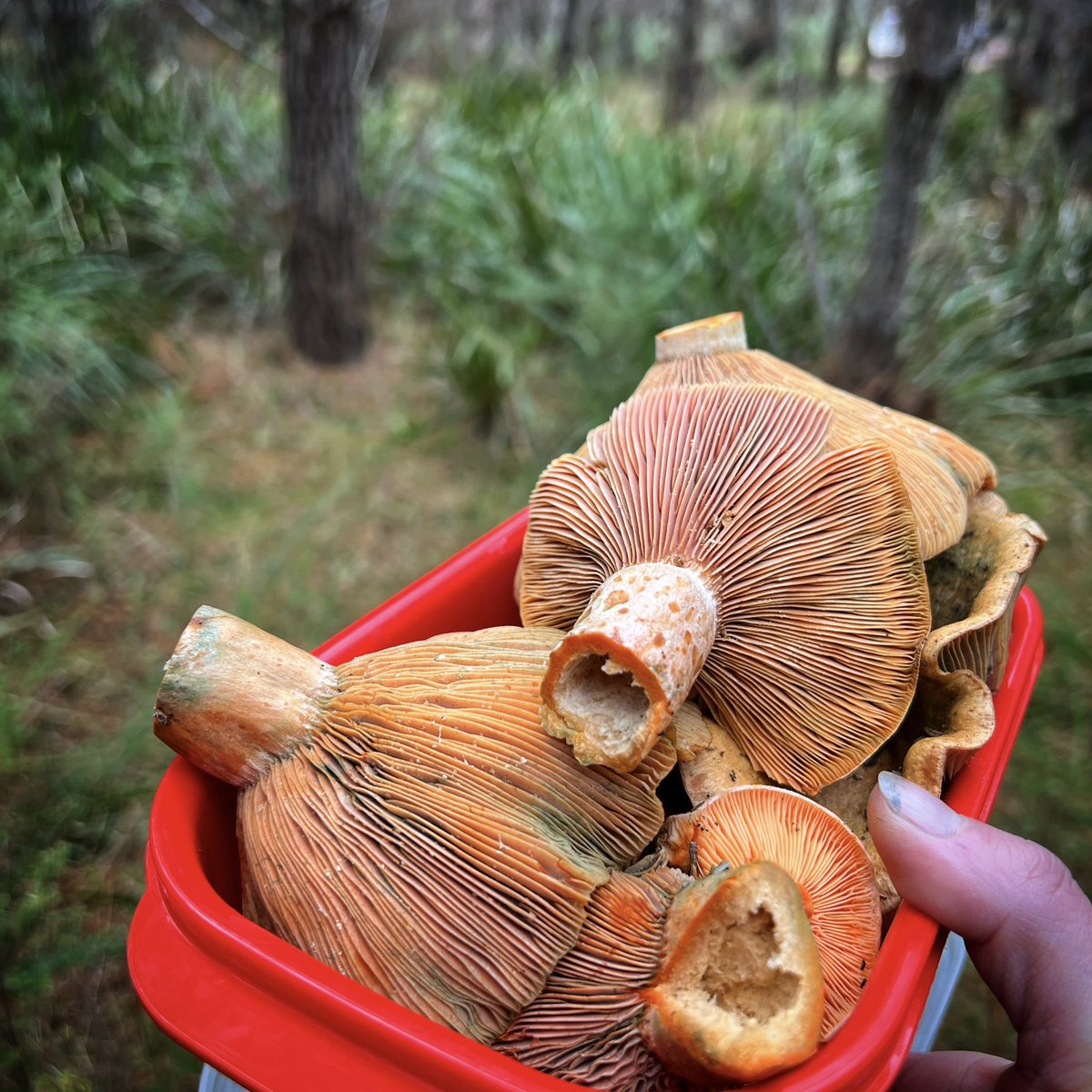 patra_petro's tweet photo. Successful morning foraging for mushrooms in a beautiful part of the country https://t.co/iAqEBCrvGG