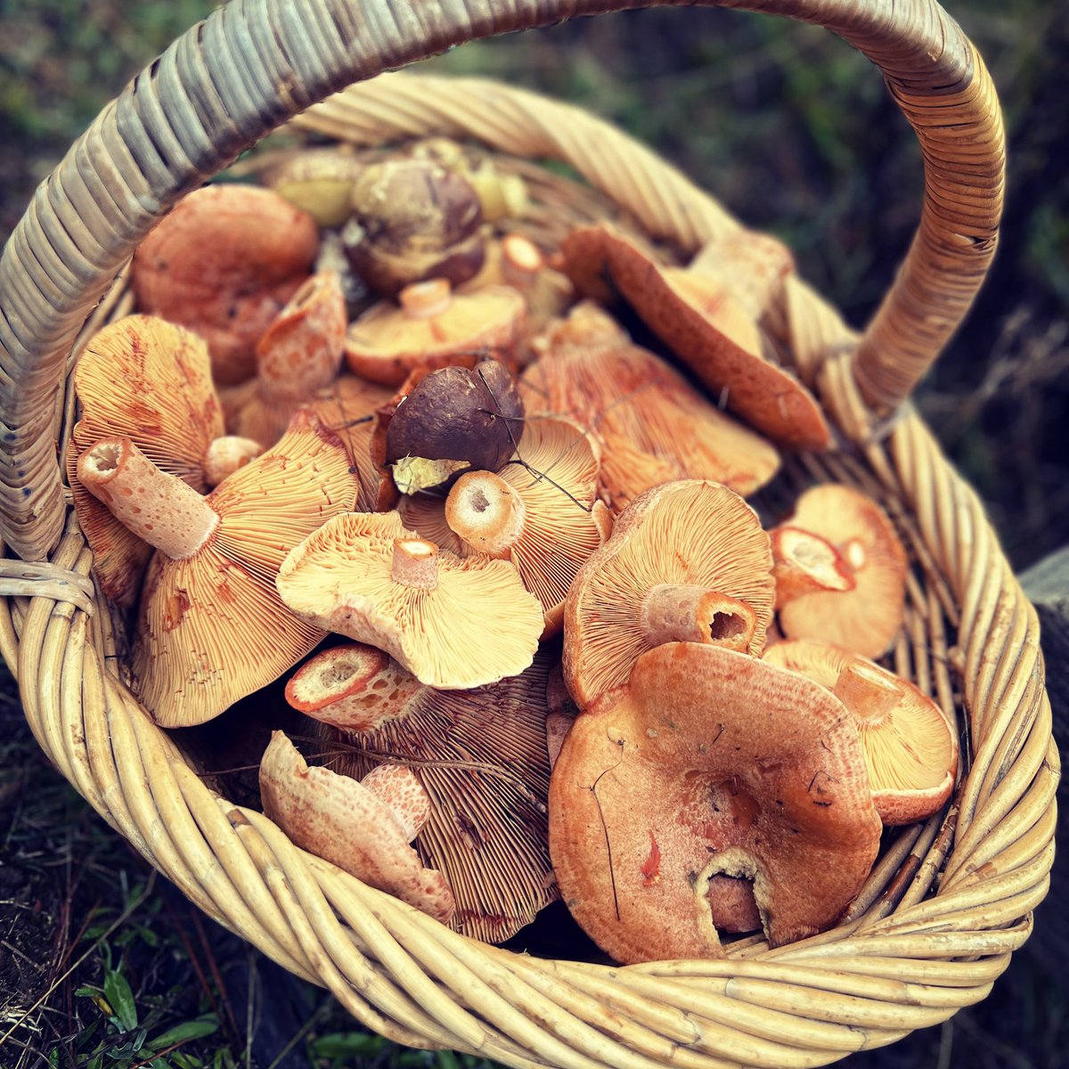 patra_petro's tweet photo. Successful morning foraging for mushrooms in a beautiful part of the country https://t.co/iAqEBCrvGG