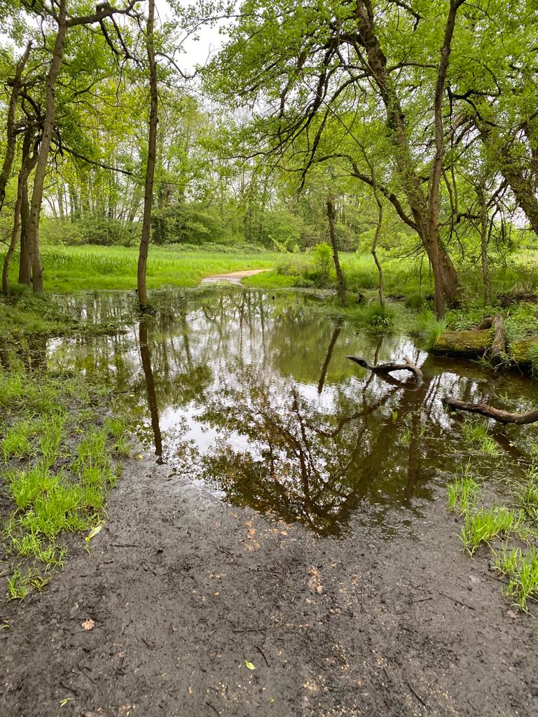 The path is clear so we are back on the normal course! But this means..... we are going through the water feature!!! 💧 💧💧
It's ankle deep so please be warned - you will get water inside your trainers! But on a positive note, it will wash off the mud!
Happy parkrun day 😊