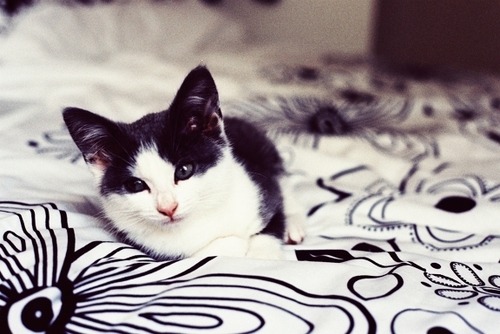 They must often change, who would be constant in happiness or wisdom.
- Confucius
#cats #CatsOfTwitter