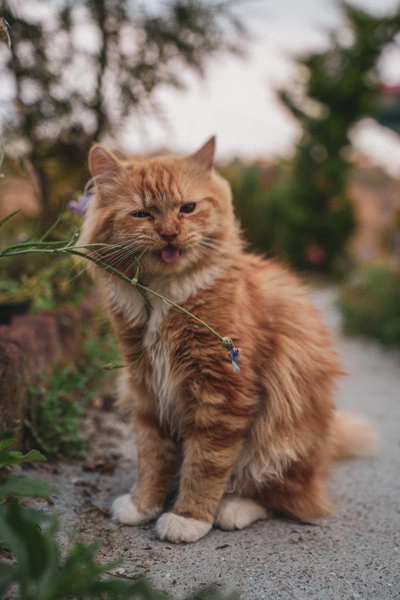Ps_Shweta's tweet photo. My Cat is a big time poser 😁❤️

#persiancats #CatsAreFamily #CatsOfTwitter #CatsLover @cat_auras @ShouldHaveCat https://t.co/aZehe0PxpK