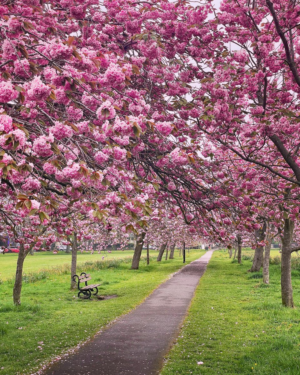 Trees once bare in winter are daring you to ignore them now. 

Before the pink confetti falls, take time to notice the fleeting beauty of blossom where you are.

Photo: Beth Pell in Harrogate #BlossomWatch