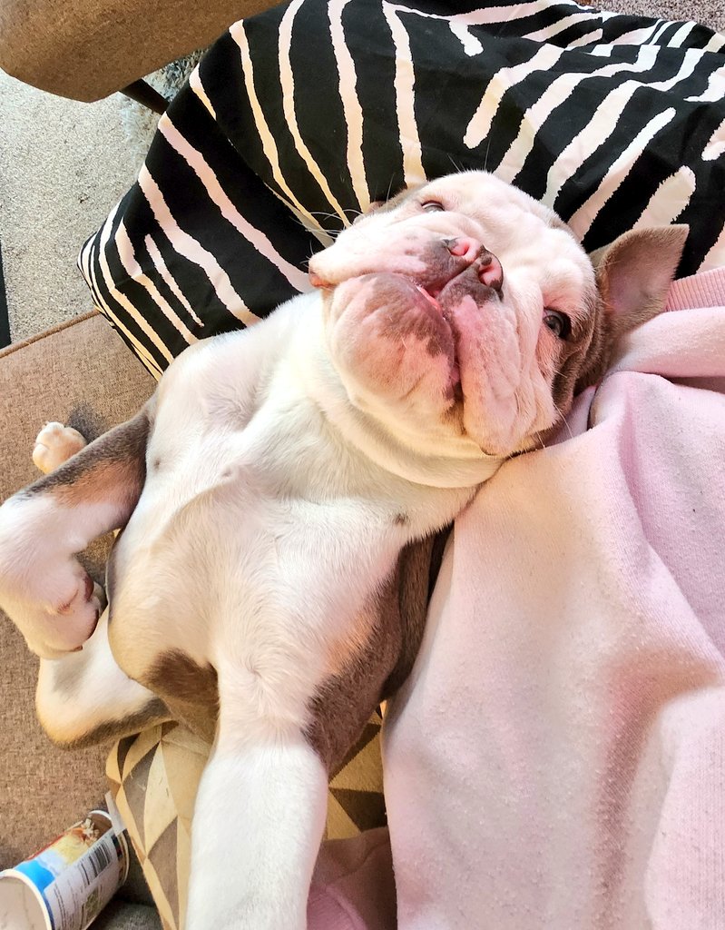 ellyboalchie's tweet photo. Someone just called their bulldog a house hippo &amp; I couldn't agree more https://t.co/ldVandtZ98