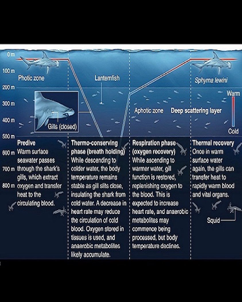 sharktagger_hi's tweet photo. Incredible new science by @himb_soest #sharklab hypothesizing tropical scalloped hammerheads hold their breath to thermoregulate while deep diving! 

https://t.co/bFisKB2OUB https://t.co/heoNVZf6dC