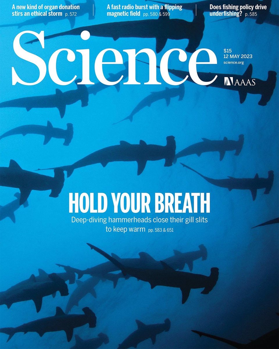 sharktagger_hi's tweet photo. Incredible new science by @himb_soest #sharklab hypothesizing tropical scalloped hammerheads hold their breath to thermoregulate while deep diving! 

https://t.co/bFisKB2OUB https://t.co/heoNVZf6dC