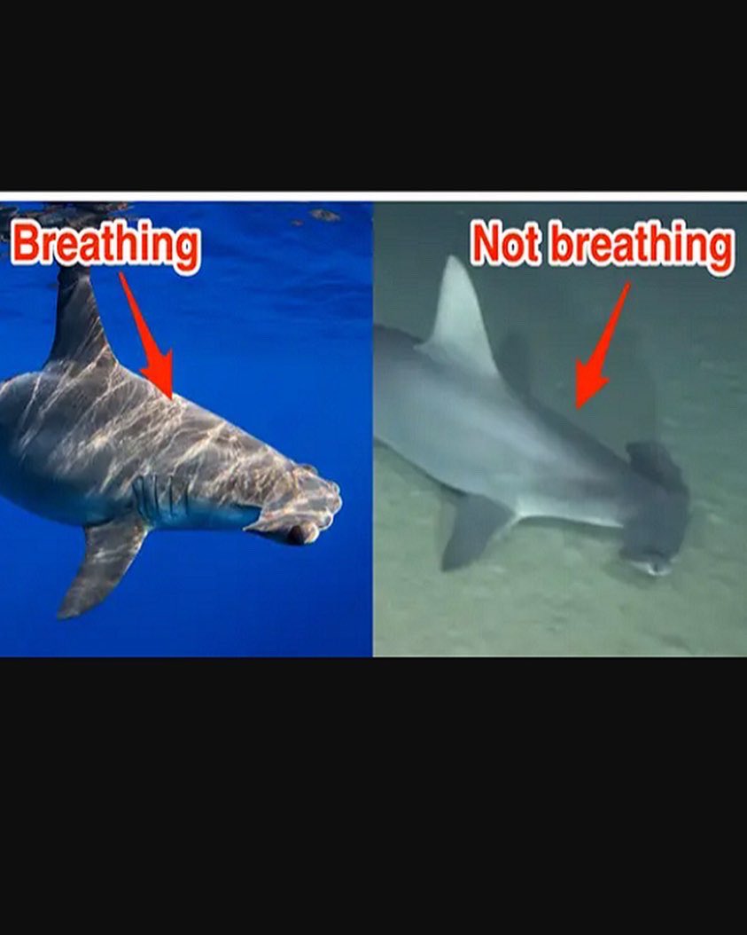 Incredible new science by <a href="/himb_soest/">Hawai‘i Institute of Marine Biology</a> #sharklab hypothesizing tropical scalloped hammerheads hold their breath to thermoregulate while deep diving! 

science.org/doi/10.1126/sc…