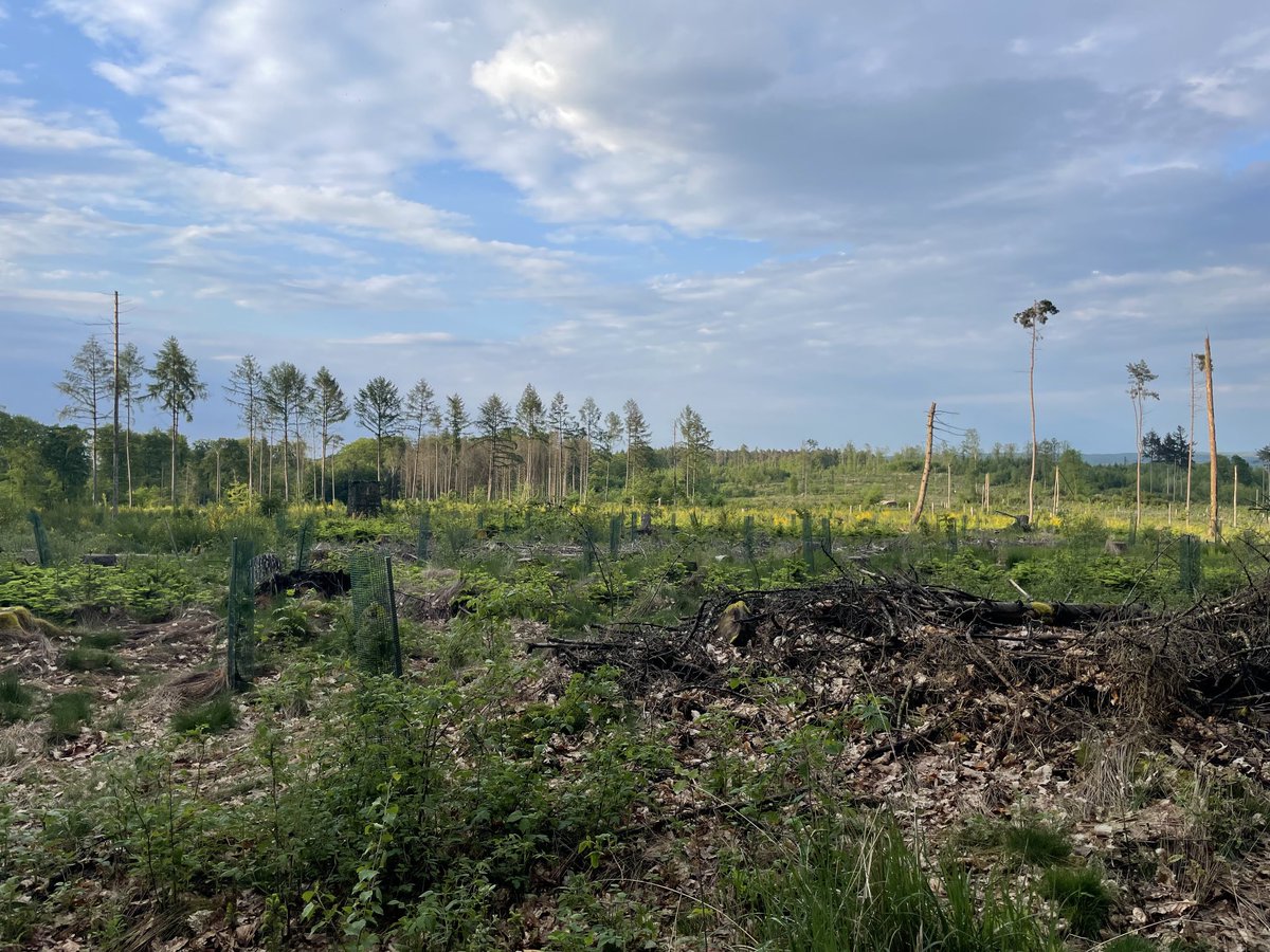 TomiSalo_Metsa's tweet photo. On tärkeää tutustua käytännössä, sparrata ja ymmärtää, miten #ilmastonmuutos kiihtyminen on kohdattu eri puolilla ja mitä näistä kokemuksista voi oppia täällä Suomessa varautumisen ja sopeutumisen osalta. Vaikutuksia myös #monimuotoisuus kysymyksiin. #luonto #metsätalous #saksa https://t.co/m1cbeLAkjH