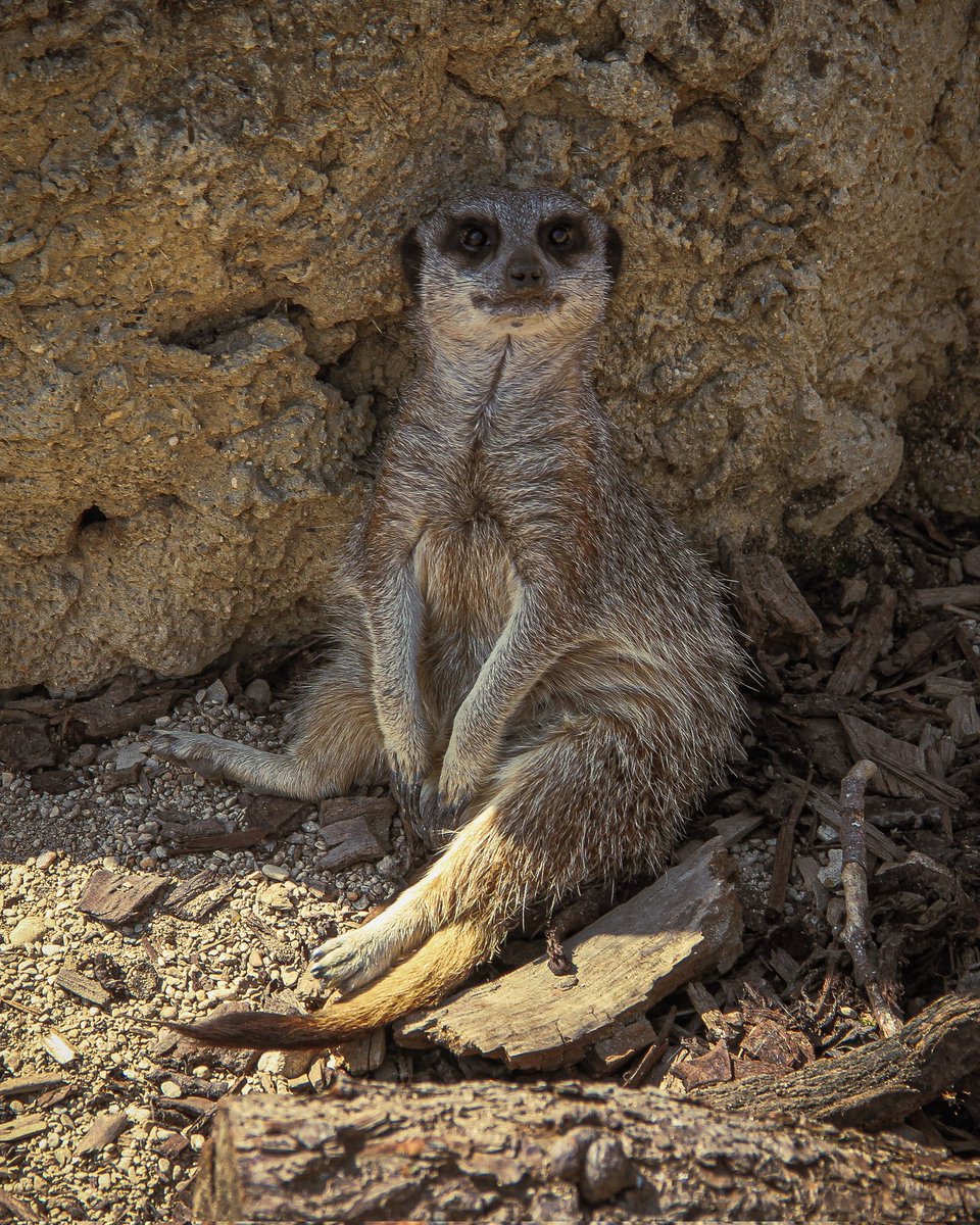 Graffiqi tweet media