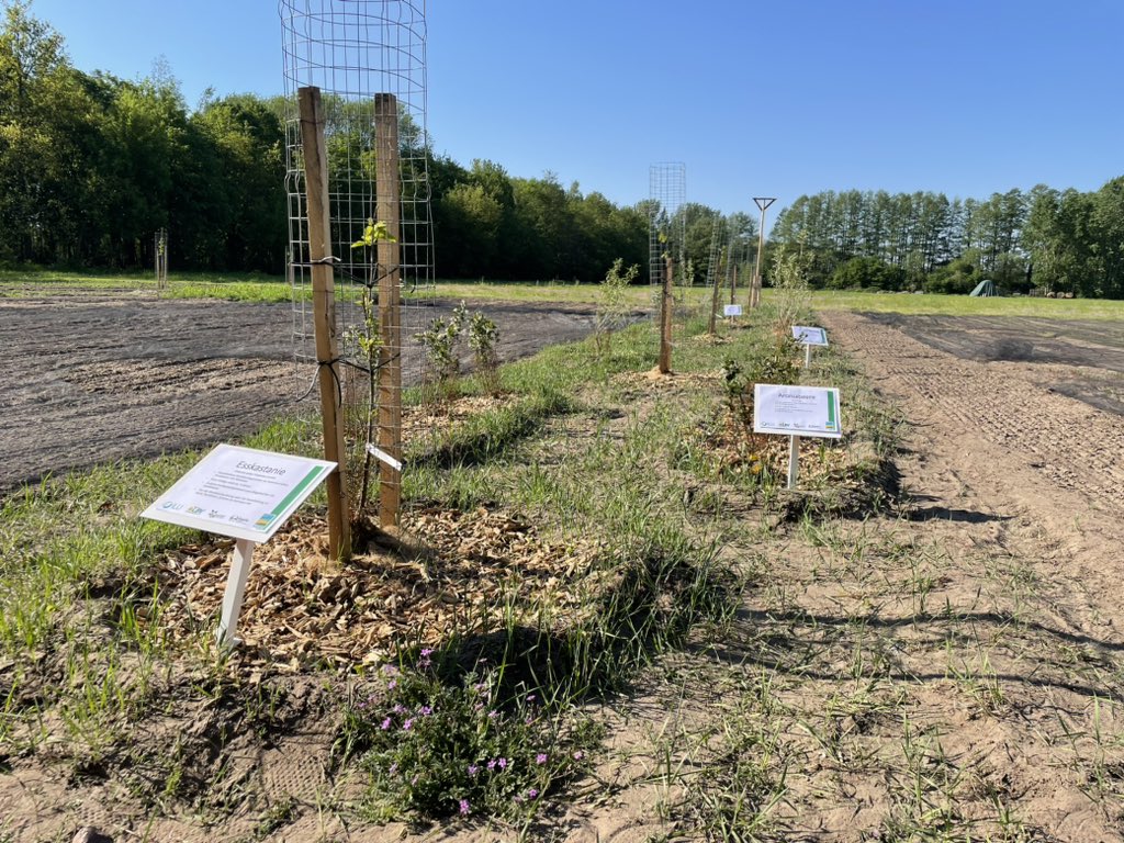 Schon gut im märkischen Sand verwurzelt, die Gehölze unserer Agroforstanlage im #MAFZ Paaren, die wir gemeinsam mit <a href="/ILU_BadBelzig/">Institut für Lebensmittel- und Umweltforschung e.V</a> und <a href="/Agroforst_DeFAF/">Deutscher Fachverband für Agroforstwirtschaft</a> anlegten. In wenigen Jahren spenden sie notwendigen Schatten, liefern wertvolles Holz und tragen Superfood-Früchte. #Brala