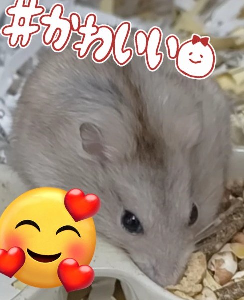 ラテちゃんの得意技は、好きなごはんを漁ることです♥️W
 #ハムスター
 #ハムスターのいる暮らし  #ハムスターのいる生活  #ハムスター好きと繋がりたい  #ジャンガリアンハムスター #プディングイエロー #もふもふ