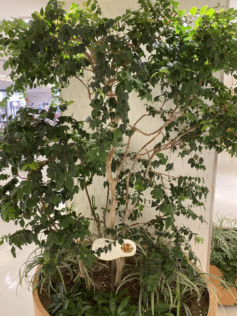 glass_maker789's tweet photo. 横浜駅内にジャボチカバ植えてあってうおおぉってなった
小葉種？ https://t.co/niqKhKqzXw