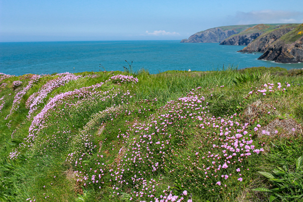 Ceibwr Bay is always spectacular but in the Spring it's simply sublime @ItsYourWales @WalesCoastPath @VisitPembs @NTPembrokeshire #peoplewithpassion