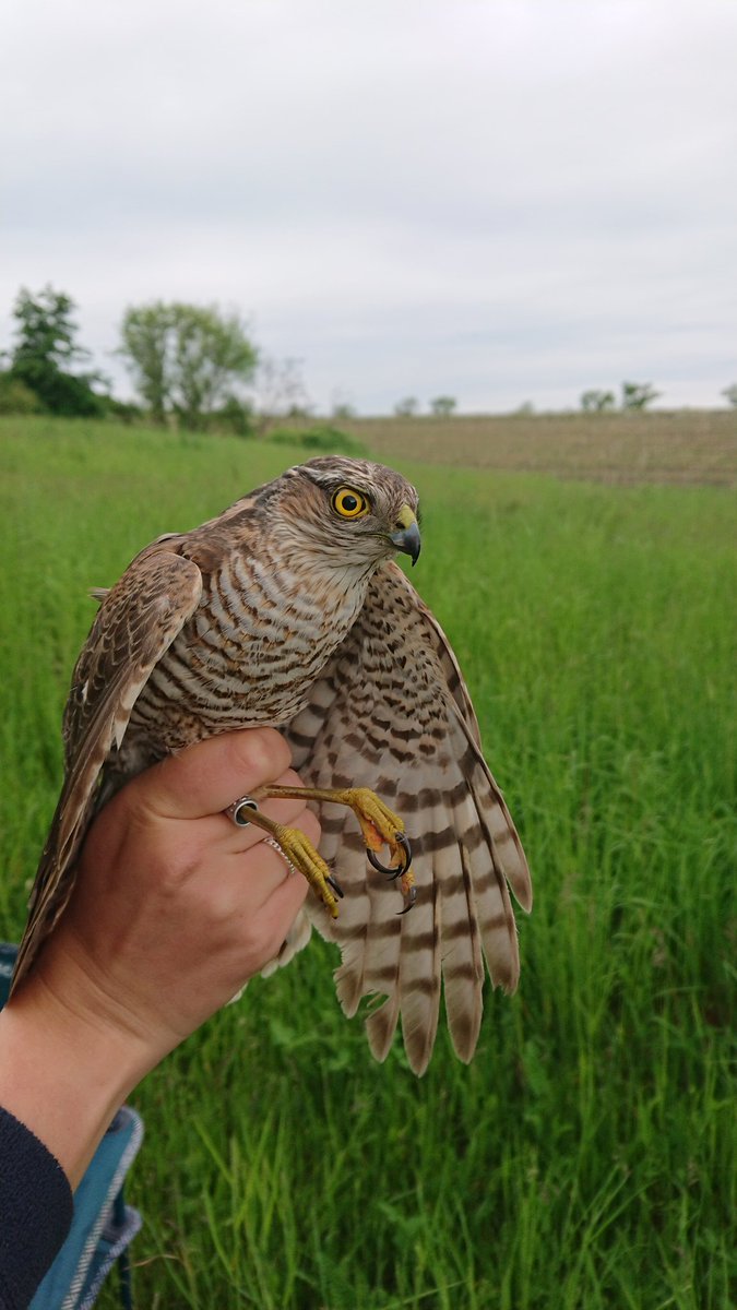 We caught and ringed the rarest owl in the Czech Republic! The scops owl and then of course the nightjar, the red-backed shrike and the sparrowhawk! 👀💪
with <a href="/KrausovaLadi/">Ladislava Krausová</a> 🦉