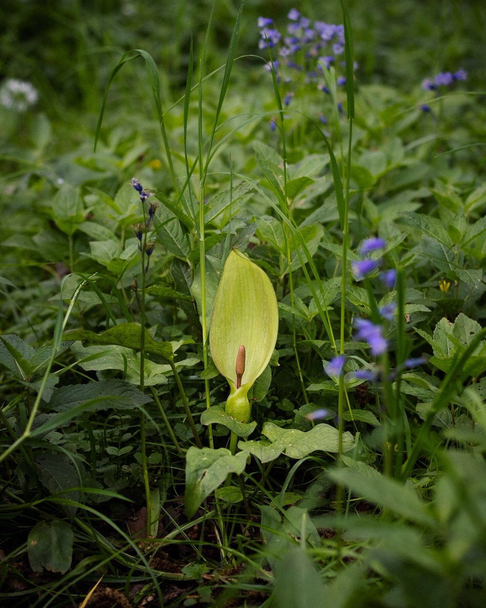 dvonsfran's tweet photo. The splendour of the woodlands in spring! #woodland #wildflowerhour #wildflowers https://t.co/srg5tVGsRi
